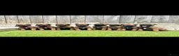 Belgian Shepherd Dog dogs for sale: KC Belgian Malinois Puppys for sale - Advert 1