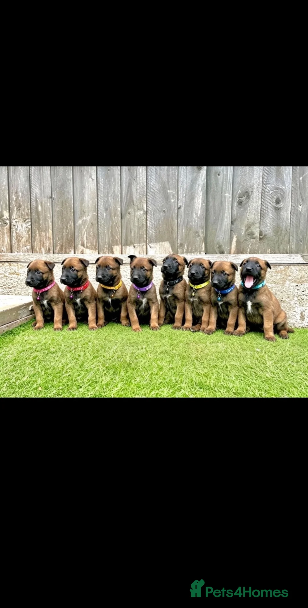 Belgian Shepherd Dog dogs for sale: KC Belgian Malinois Puppys for sale - Advert 1