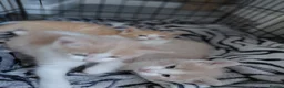 Mixed Breed cats for sale: 1/4 main coon kittens  in Fleetwood - Advert 2