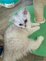 British Shorthair cats - Advert 9