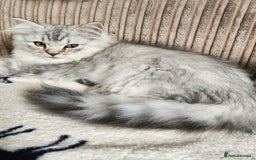 British Longhair cats for sale: Silver shaded soft british longhair male - Image 3