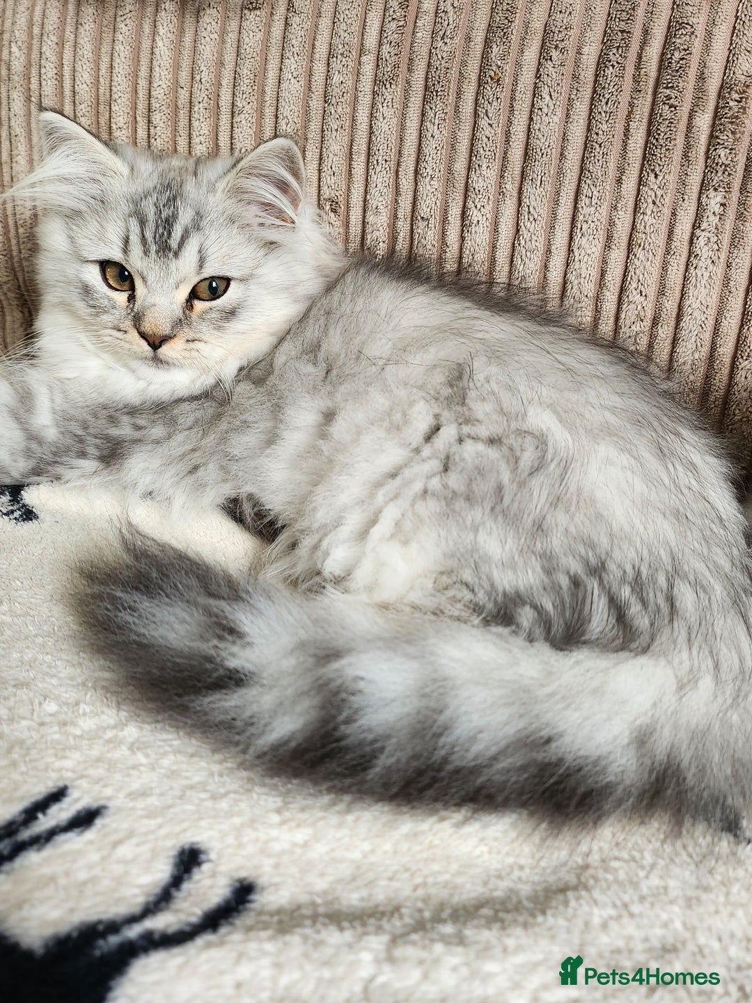 British Longhair cats for sale: Silver shaded soft british longhair male - Image 3