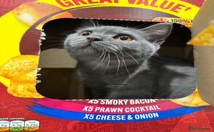 British Shorthair cats - Advert 2