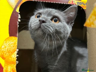 British Shorthair cats - Advert 1