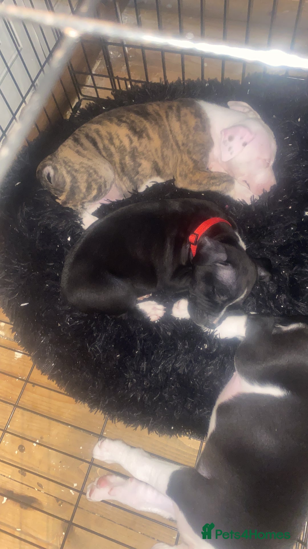 Staffordshire Bull Terrier dogs for sale: White staffy for sale  - Image 6