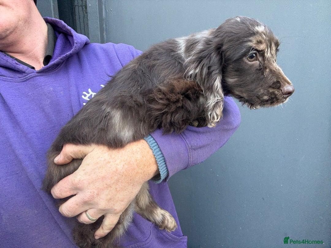 Cocker Spaniel dogs for sale: Stunning Cocker Girl - Advert 4