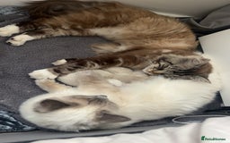 Ragdoll cats for sale: Ragdoll kittens - Image 3