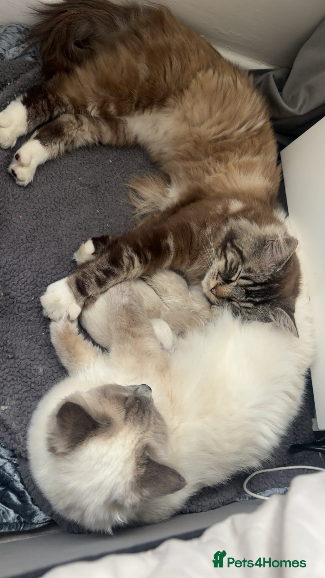 Ragdoll cats for sale: Ragdoll kittens - Image 3