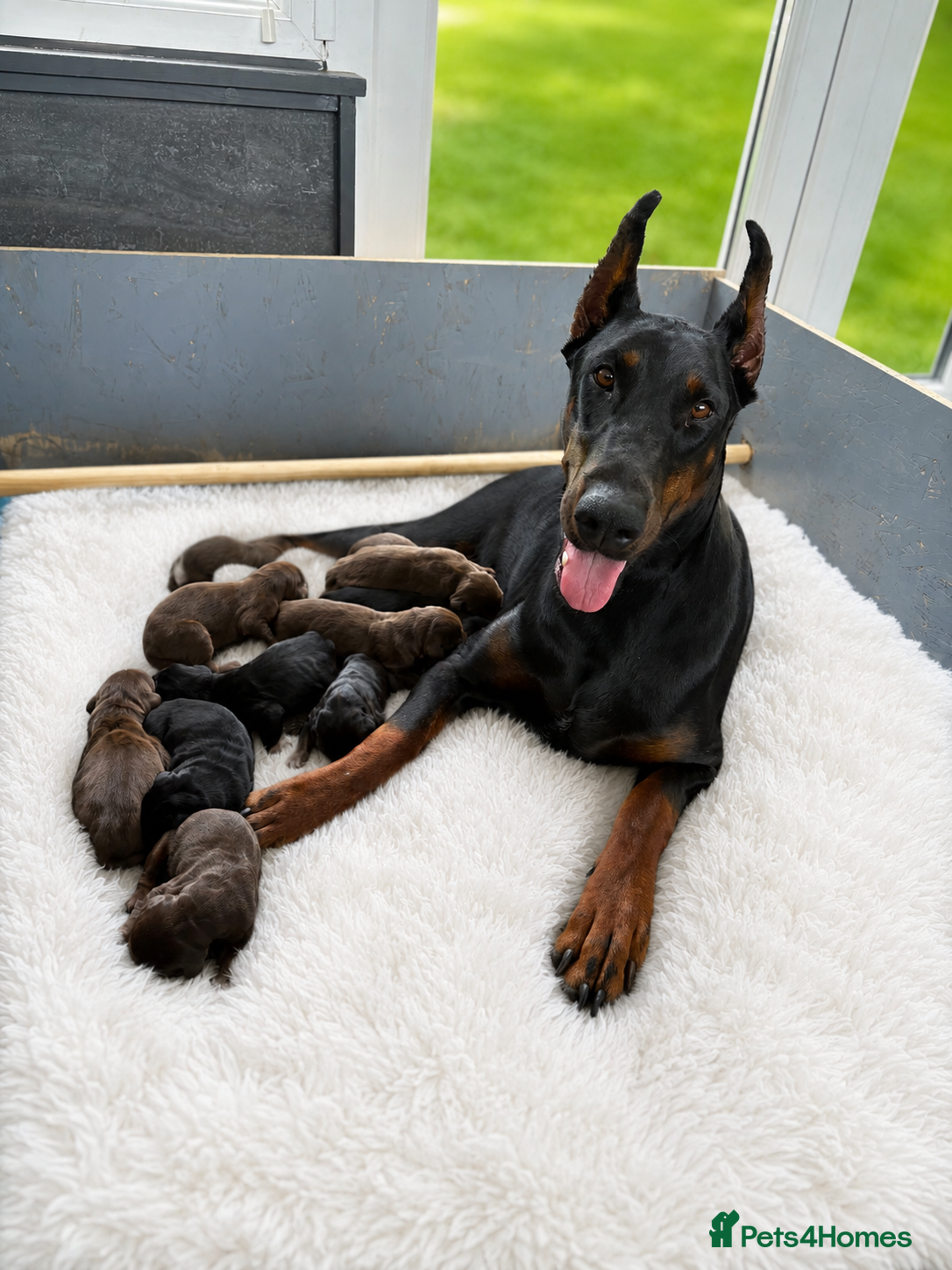 Dobermann dogs Exceptional Pedigree Doberman pups for sale  - Advert 4