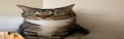 Mixed Breed cats for sale: Half DSH/Maine Coon X. Bonded Must stay together - Advert 6