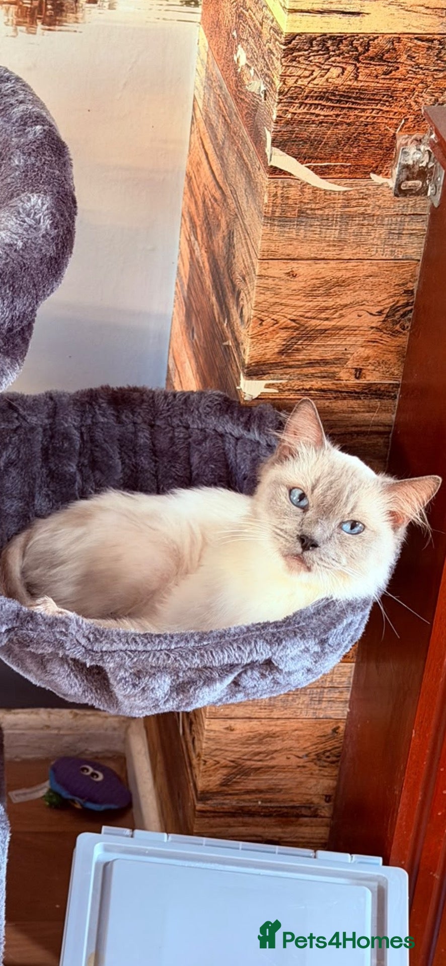 Ragdoll cats Ragdoll female 6 years tica and gccf, un neutered  - Advert 6