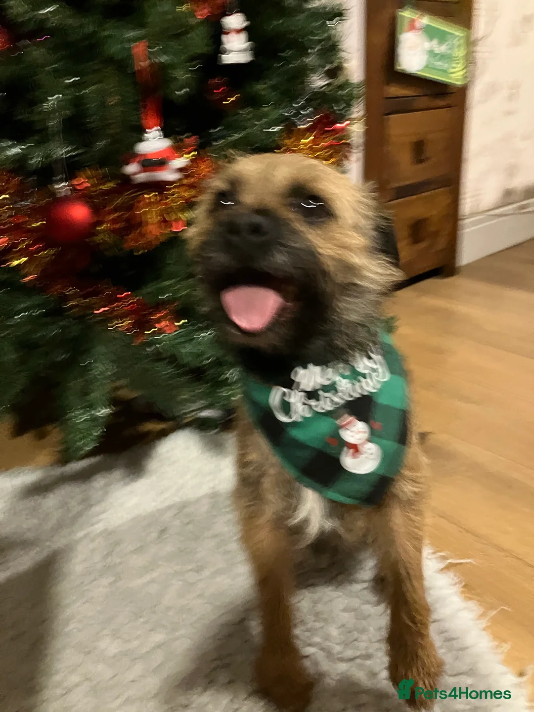 Border Terrier dogs for stud: very smart Kc reg slem clear in Wrexham - Advert 6