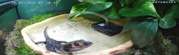 Skink reptiles for sale: 2 Female Crocodile Skinks CB25 For Sale - Advert 1