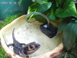 Skink reptiles 2 Female Red Eyed Crocodile Skinks CB25 For Sale - Advert 3