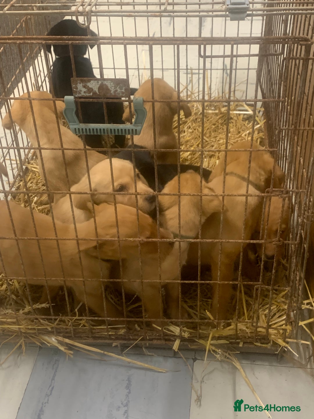 Labrador Retriever dogs for sale: Stunning litter of 9 pups - Advert 19