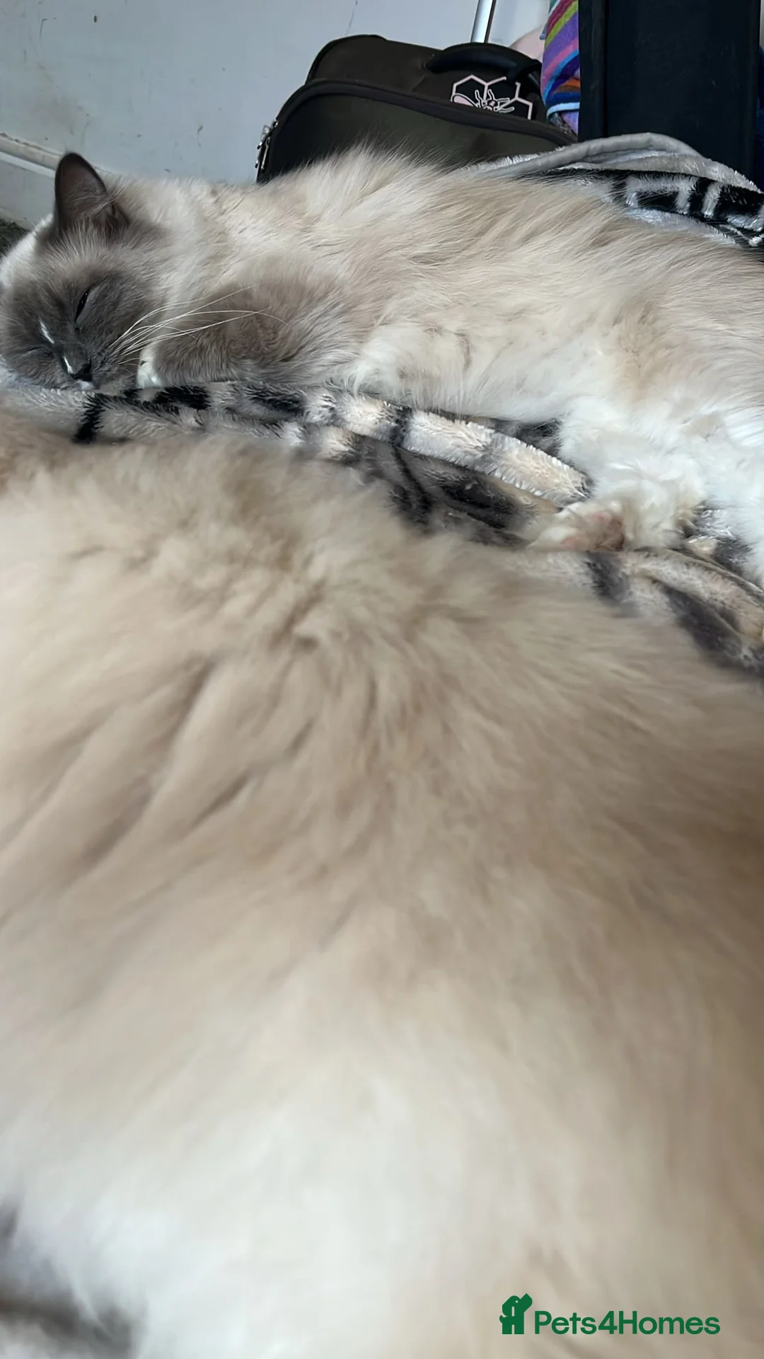 Ragdoll cats for sale: Fifi the ragdoll  - Advert 2
