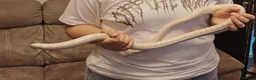 Corn Snake reptiles for sale: Around 6year old corn snake  - Advert 4