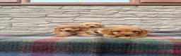 Cockapoo dogs for sale: F1 Cockapoos (council licensed breeder  - Advert 6