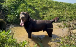 Labrador Retriever dogs for sale: Kennel Club Reg Chocolate Labrador puppies  - Image 13