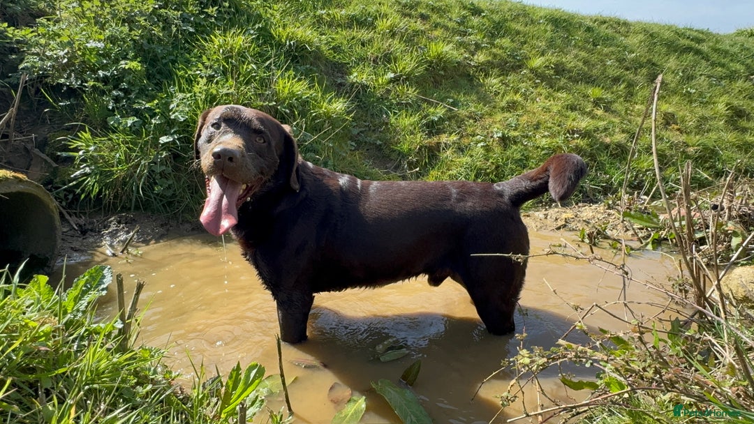 Labrador Retriever dogs for sale: Kennel Club Reg Chocolate Labrador puppies  - Image 13