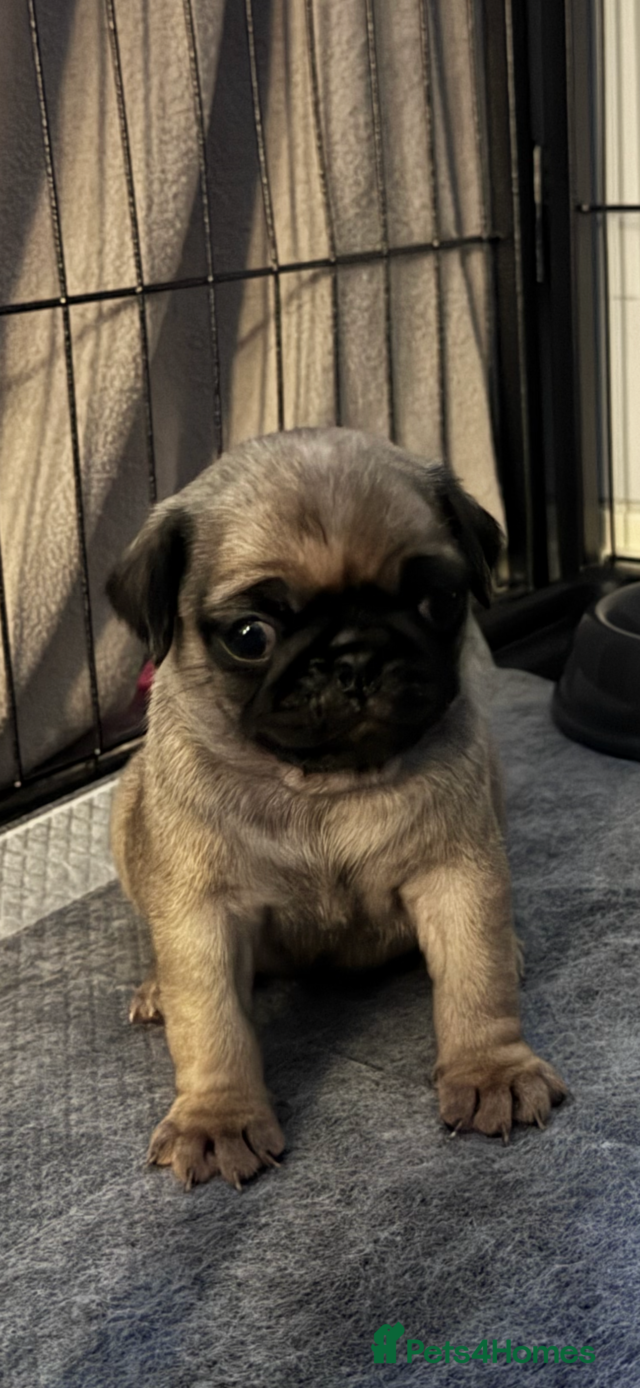 Pug dogs Beautiful silver fawn pug puppies in Hitchin - Advert 7