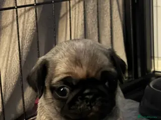 Pug dogs Beautiful silver fawn pug puppies in Hitchin - Advert 3
