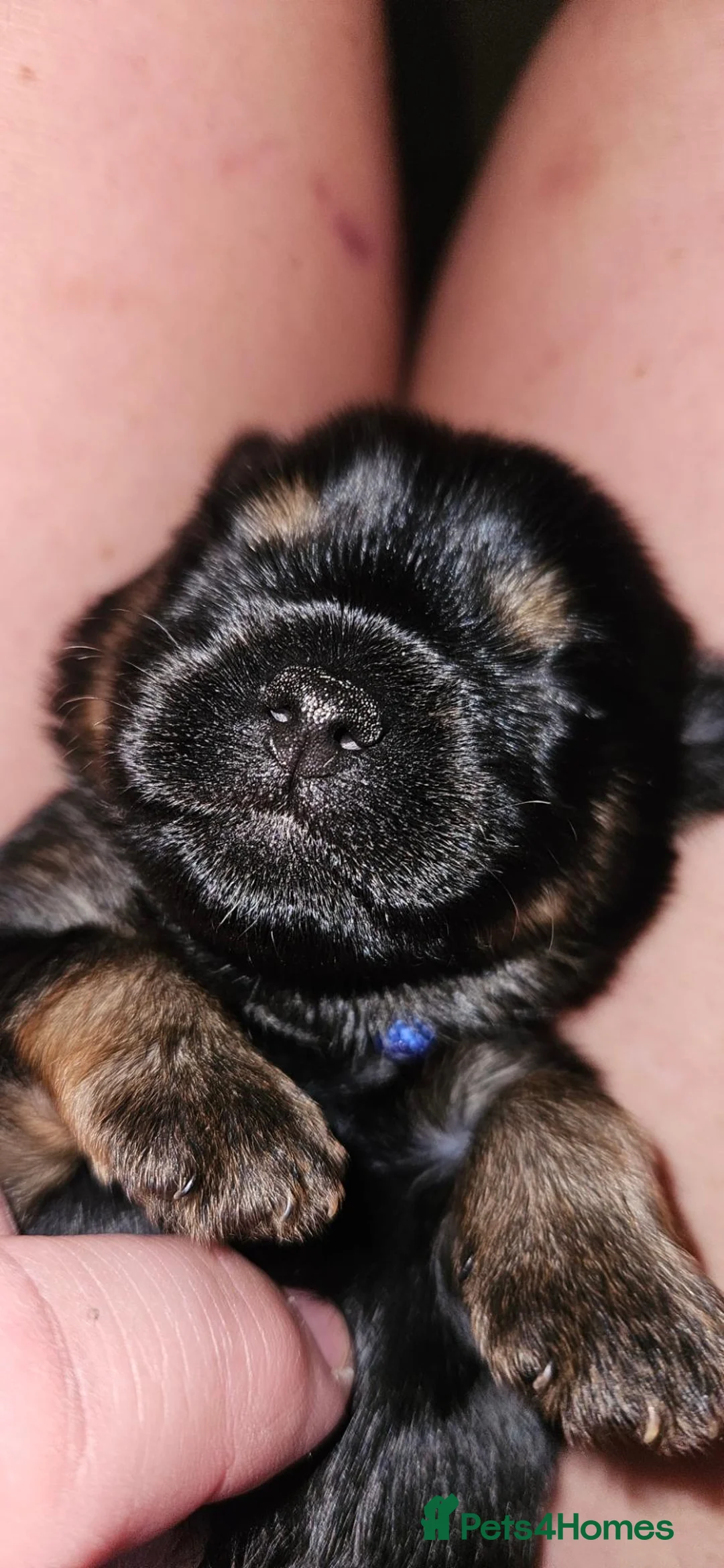 Mixed Breed dogs for sale: Beautiful Little Boy - Advert 2