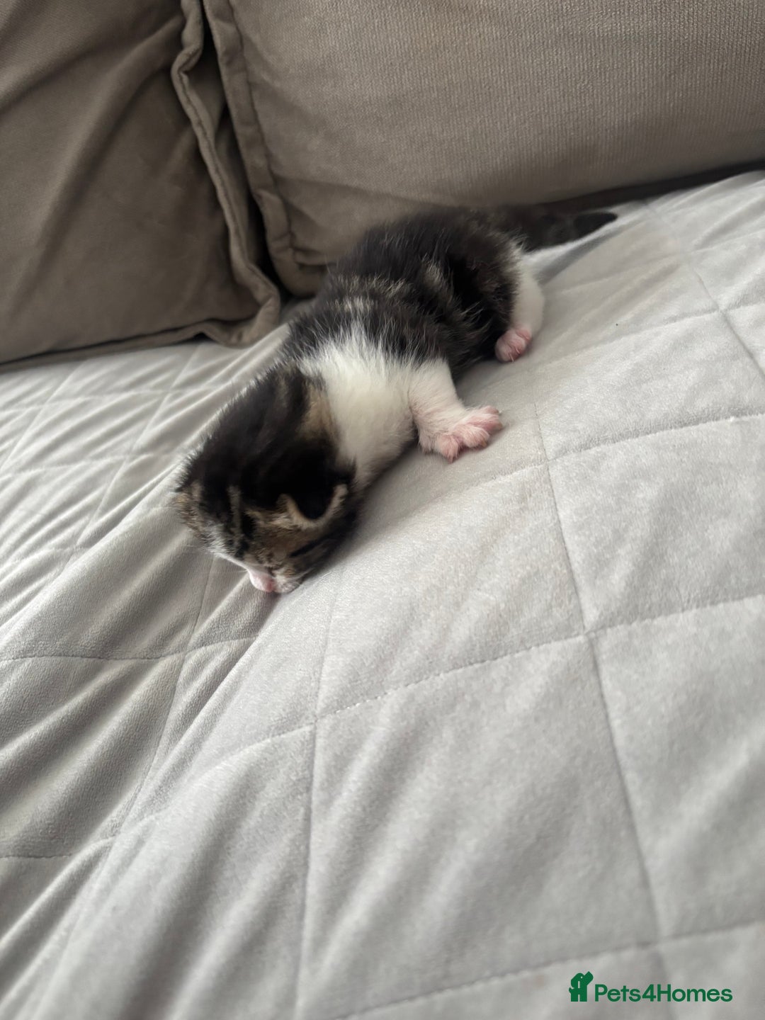 Mixed Breed cats for sale: Mixed breed kittens  - Image 1