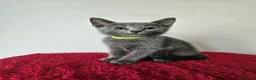 Russian Blue cats for sale: Russian Blue Kittens • TICA Lines - Advert 31