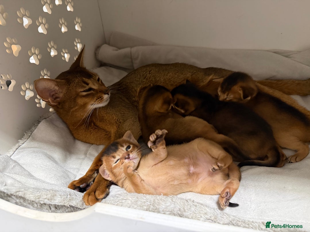 Abyssinian cats for sale: Champions parents kittens GCCF registered  - Advert 1