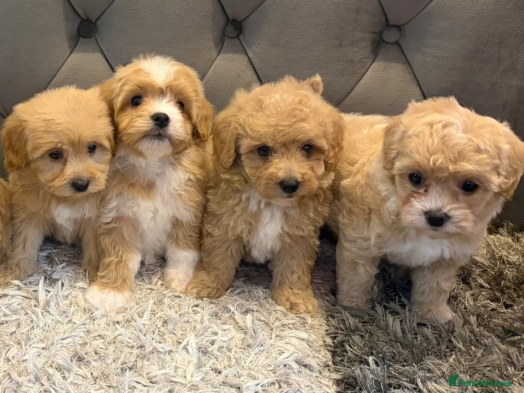 Maltipoo dogs for sale: DNA Clear & KC reg parents  - Advert 2