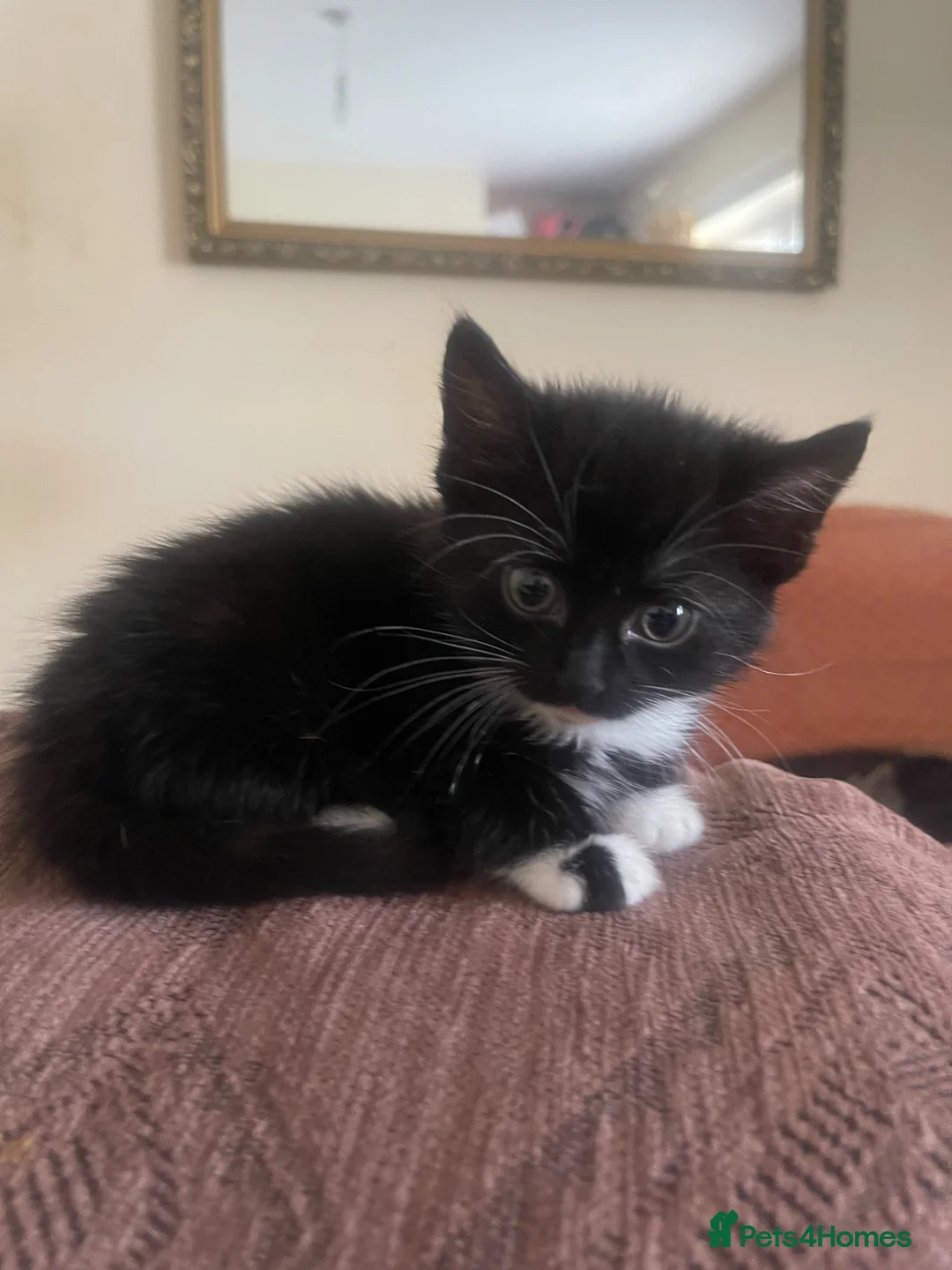 Mixed Breed cats for sale: Kittens ready  in Swansea - Advert 2