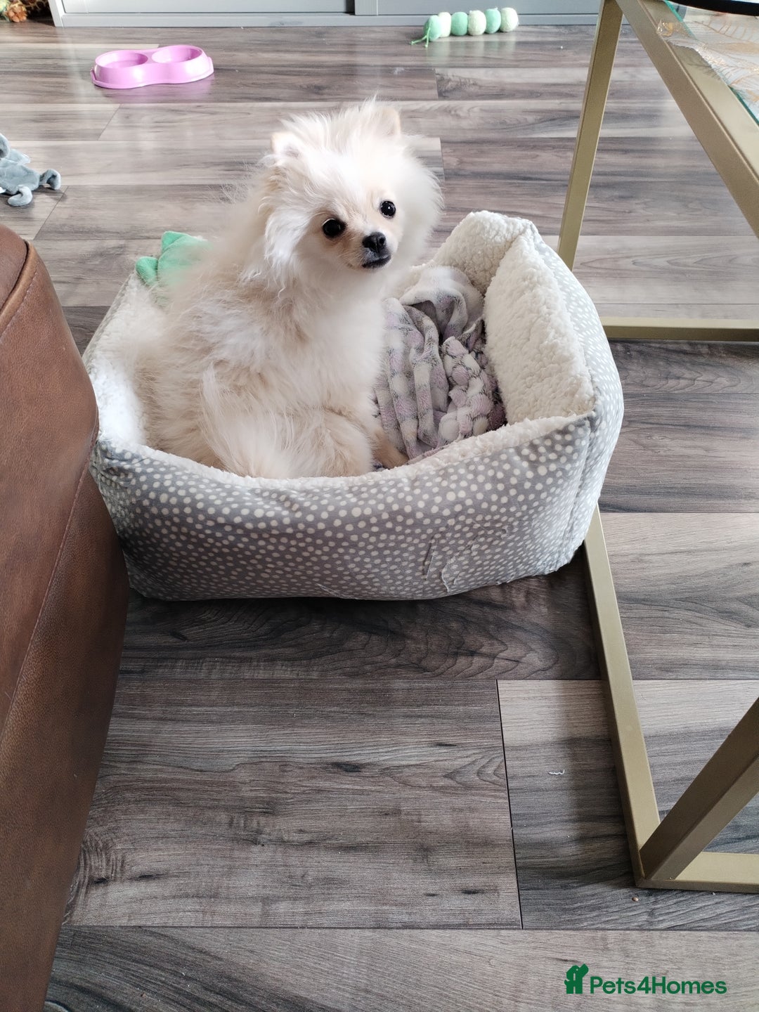Pomeranian dogs for sale: Baby Teacup pomeranian boy  - Image 9