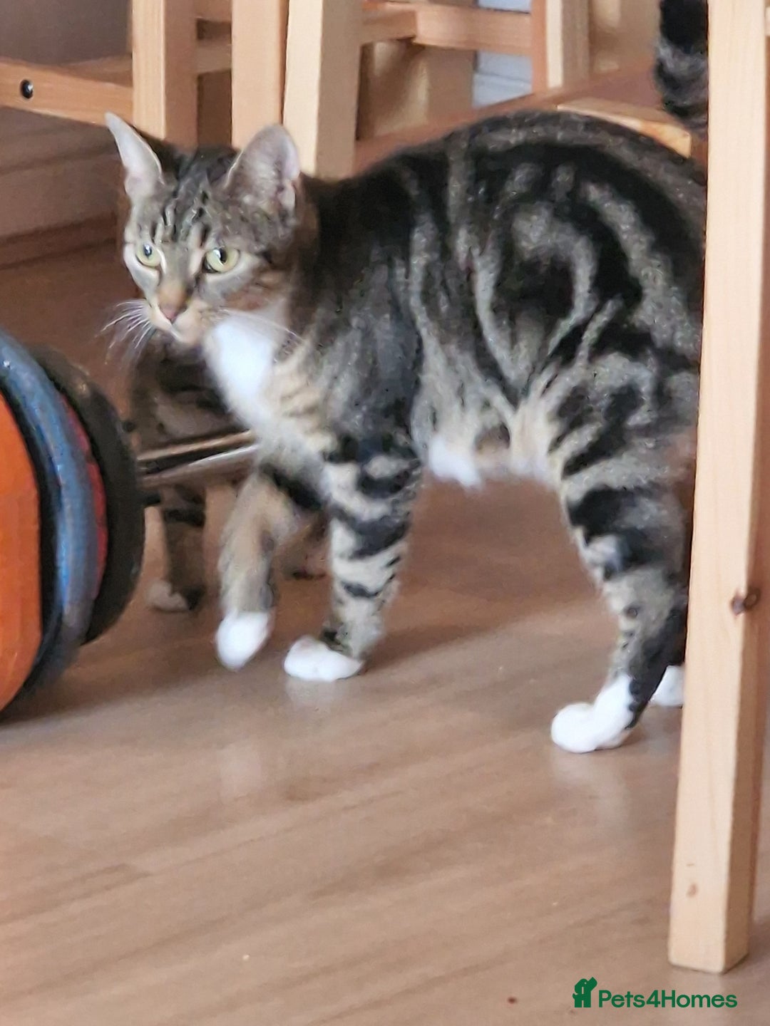 Mixed Breed cats for sale: Kittens - Image 26