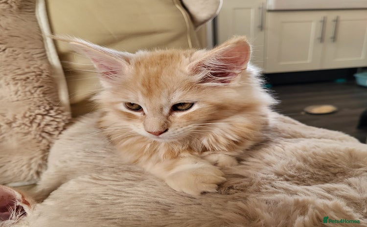Maine Coon cats - Advert 4