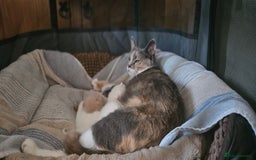Mixed Breed cats for sale: £350.00 each Scottish straight cross kittens - Image 5