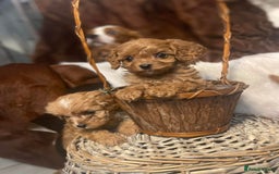 Cavapoo dogs for sale: Quality F1 Red Cavapoo Puppies (2 boys 2 girls) - Image 5
