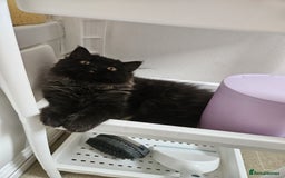 Persian cats for sale: Stunning Persian Boy - Image 22