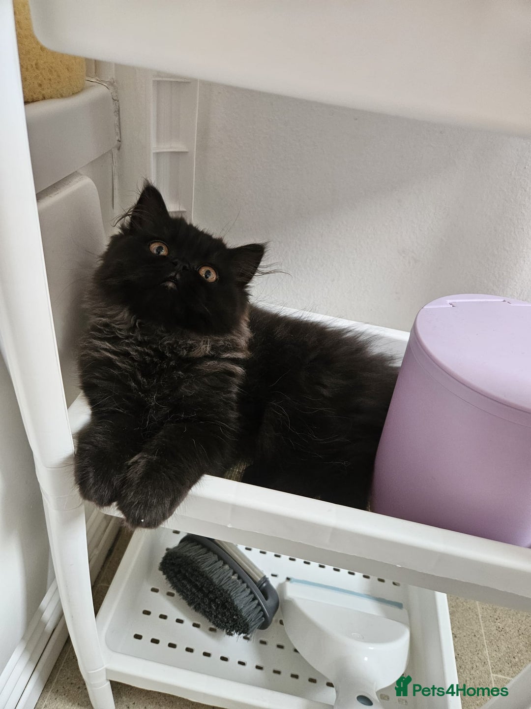Persian cats for sale: Stunning Persian Boy - Image 22