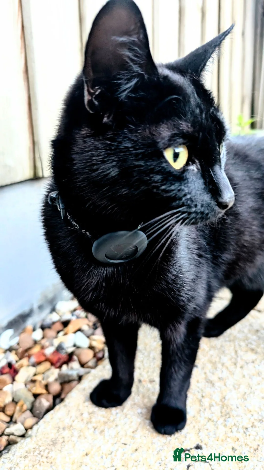 British Shorthair cats for sale: Little Arya needs a new home - Advert 4