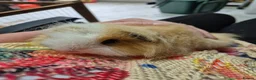 Guinea Pig rodents for sale: Swiss Boar  in Beaworthy - Advert 3