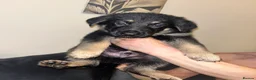 German Shepherd dogs for sale: Ready now !!! German shepherd puppies  - Advert 10