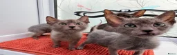 Lykoi cats for sale: Unique Lykoi kittens  - Advert 7