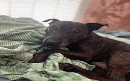 Mixed Breed dogs for sale: Home needed asap. Murphy ,8 year old - Image 9