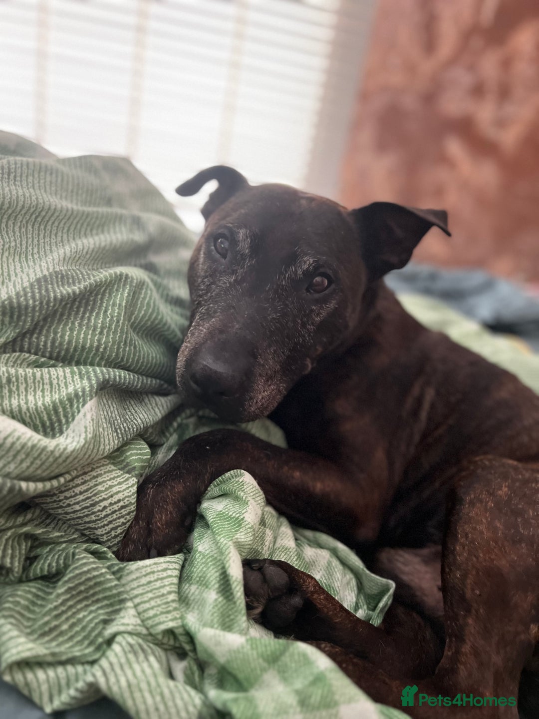 Mixed Breed dogs for sale: Home needed asap. Murphy ,8 year old - Image 9