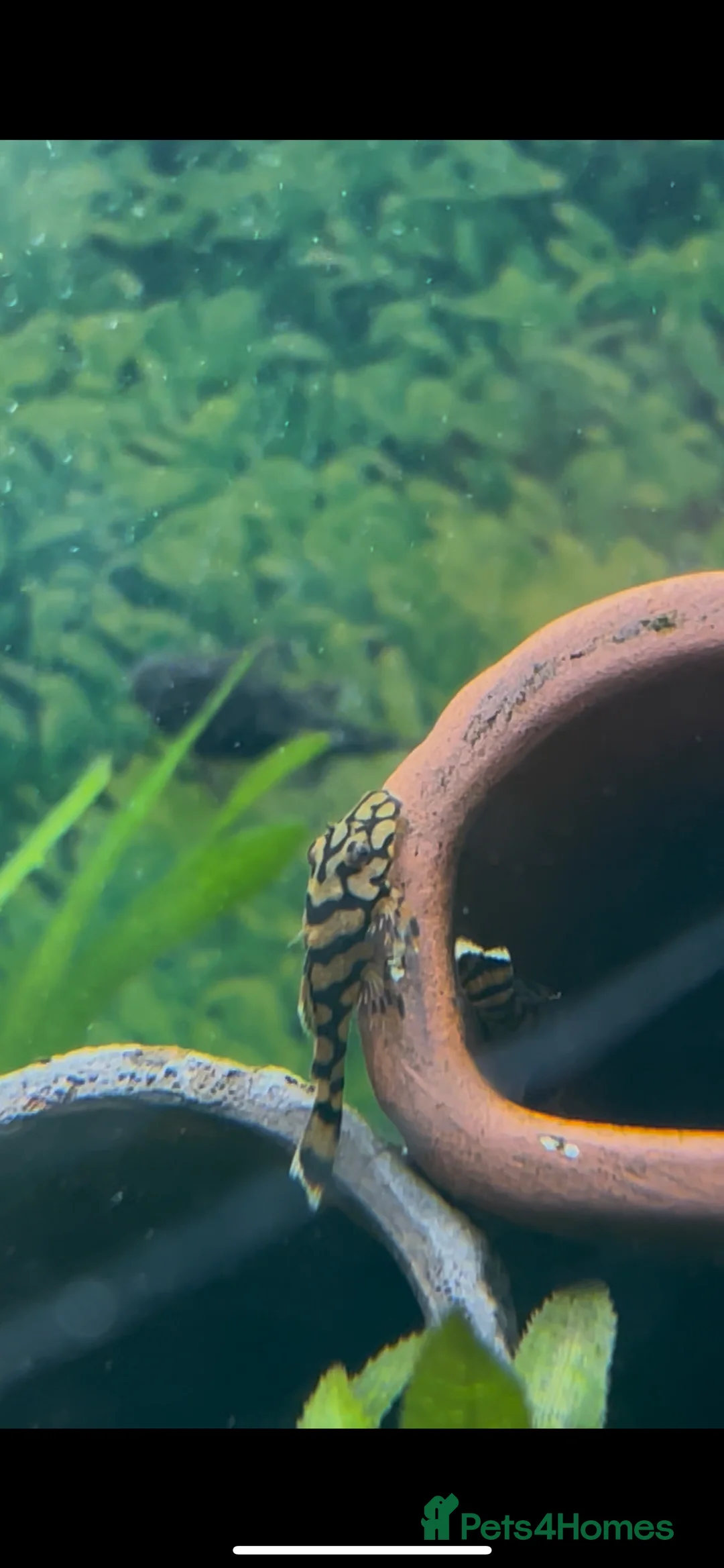 Plecos fish for sale: L519 Honeycomb Plecos  - Advert 4