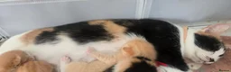 Mixed Breed cats for sale: Ragdoll/calico kittens  - Advert 2