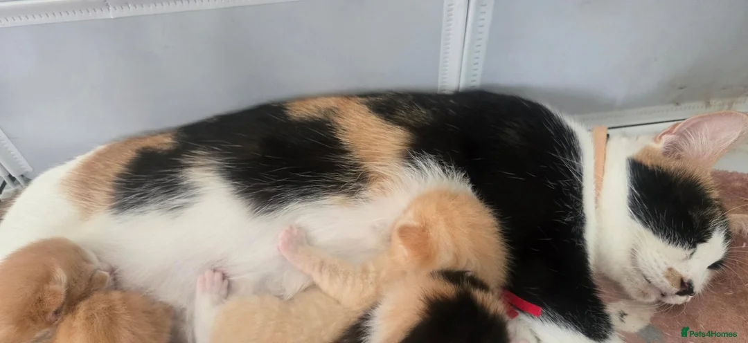 Mixed Breed cats for sale: Ragdoll/calico kittens  - Advert 2