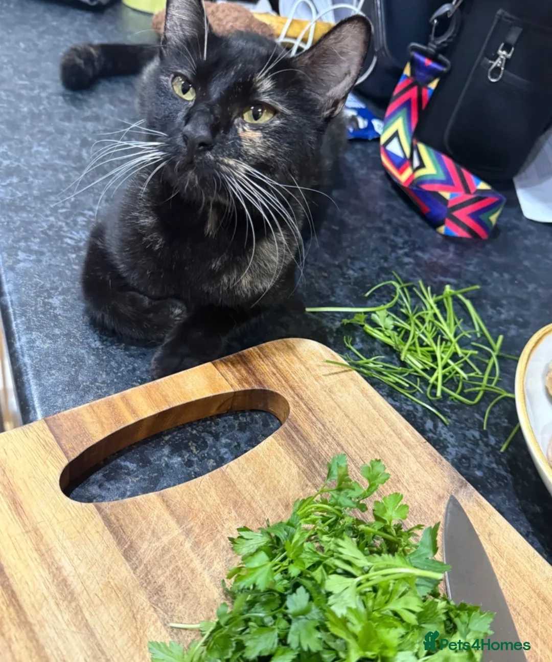 Mixed Breed cats for sale: IVA a 1 year old beautiful tortoise shelled baby - Advert 5