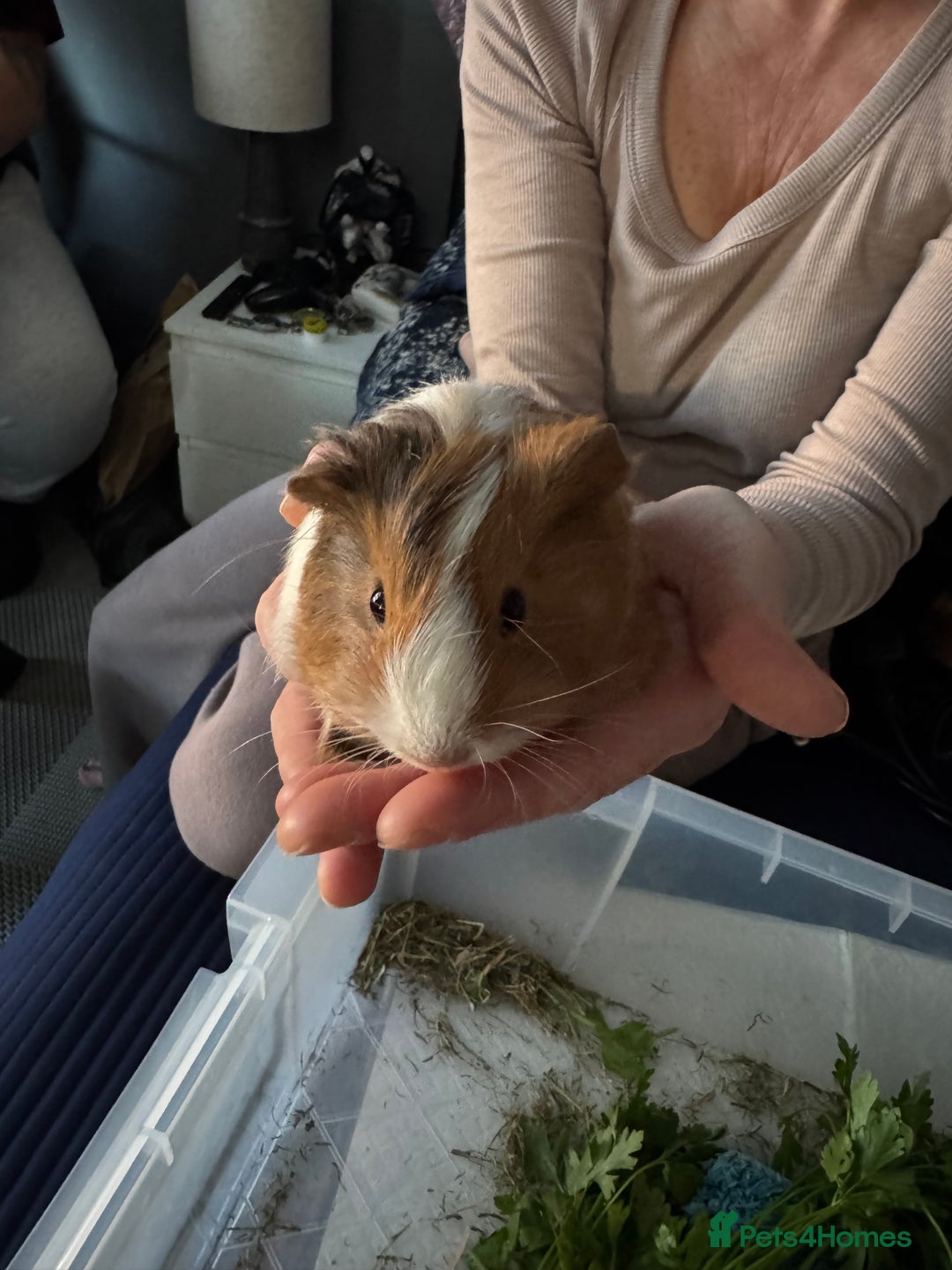 Guinea Pig rodents for sale: 5 cute Guinea pigs for sale *READ DESCRIPTION* - Advert 4